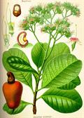 Anacardium occidentale